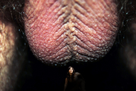 collage black_hair shrunken_woman close_up testicles