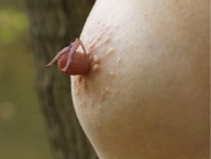 breasts collage penis shrunken_man nipple_play on_nipple sangroid