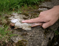collage shrunken_woman outdoors
