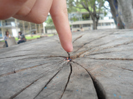 collage micro finger domination shrunken_men hand shrunken_man crack hanna poking imminent_crush peque tree_stump