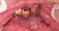 collage insertion nude pussy small_man cunilingus