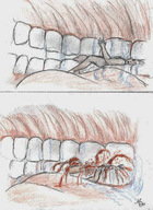crush nude vore mouth blood gore hard_vore shrunken_people pencil_drawing nikko