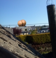 giantess collage nude pussy butt bending_over vehicles sky rooftop moss