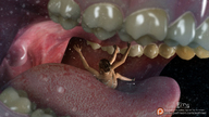 vore tongue mouth teeth saliva shrunken_woman point_of_view emi digital_render