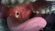 vore tongue mouth teeth saliva shrunken_woman point_of_view emi digital_render