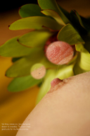 breasts nipples micro nude climbing story shrunken_men set openhighhat the_guardian