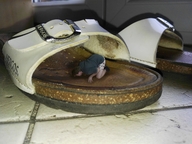 collage shoes slave in_shoe mini shrunken_man sniffing cleaning