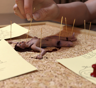 collage nude blood torture shrunken_woman cruel pinned screaming needle flagg3d