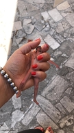 collage handheld shrunken_man red_nails msku