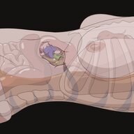 drawing furry anthro lying_down shrunken_man internal_view no_background transparent cutaway