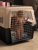 breasts nipples nude pussy blonde color barefoot pet small collar shrunken_woman cage indoors carrier digital_render bare_legs caddyisraddy bare_midriff bare_thighs adopted