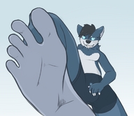 feet dog paws