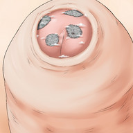 drawing giantess nude giga city mega color giant penis ochiko_terada multiple_sizes precum on_penis detail foreskin