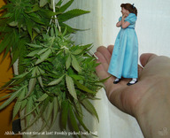 collage handheld brunette dress shrunken_woman swattr cannabis